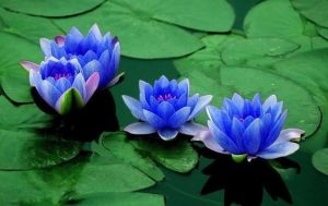 blue lotus