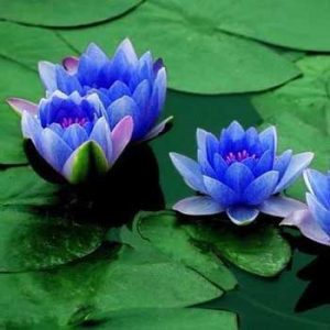 blue lotus 350