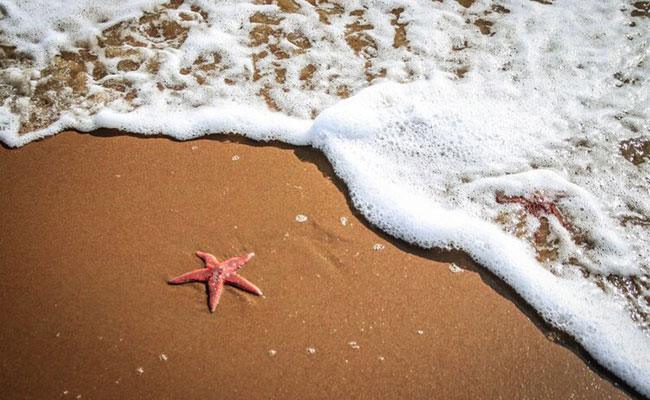 'The Grateful Starfishes' short inspirational story